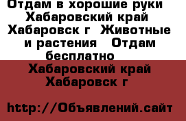 Отдам в хорошие руки - Хабаровский край, Хабаровск г. Животные и растения » Отдам бесплатно   . Хабаровский край,Хабаровск г.